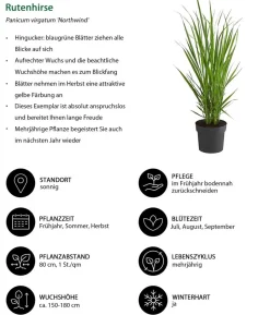 Rutenhirse 'Northwind'