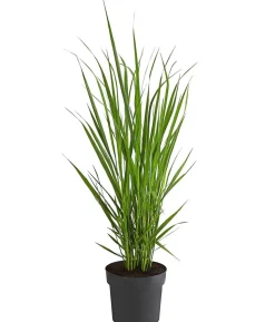 Rutenhirse 'Northwind'