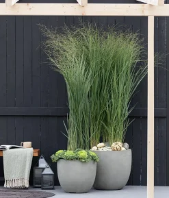 Rutenhirse 'Northwind'