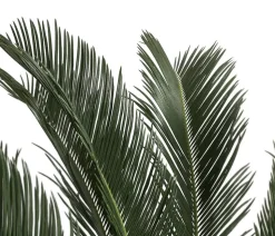 Sagopalmfarn - Cycas revoluta