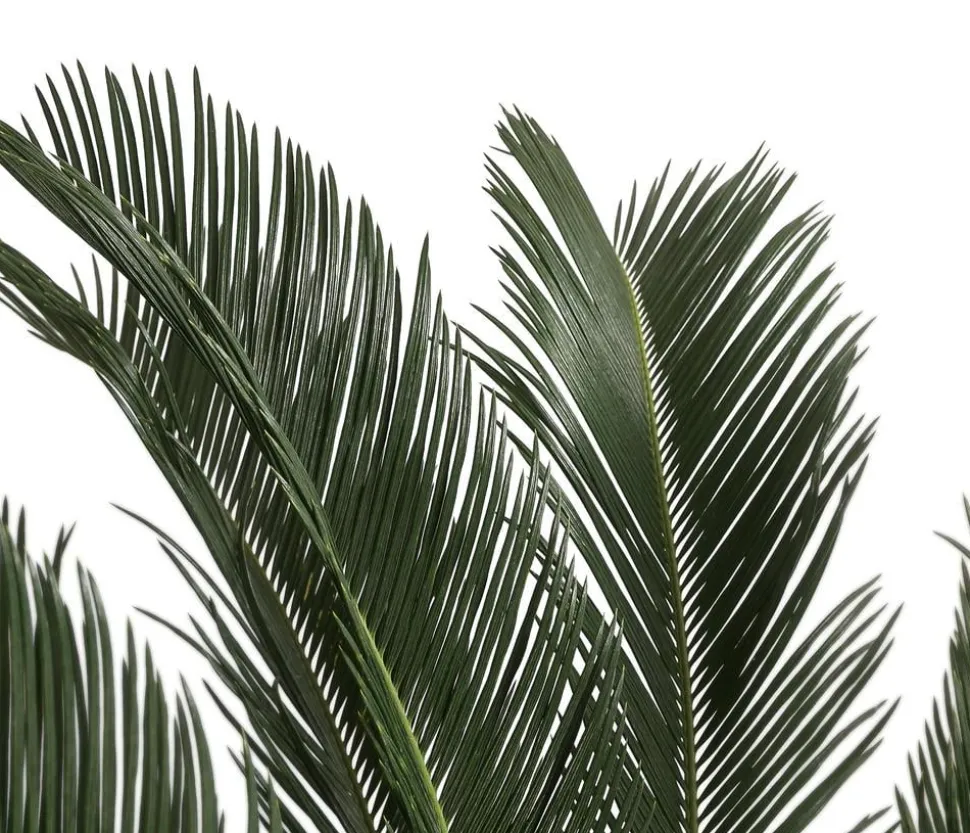 Sagopalmfarn - Cycas revoluta