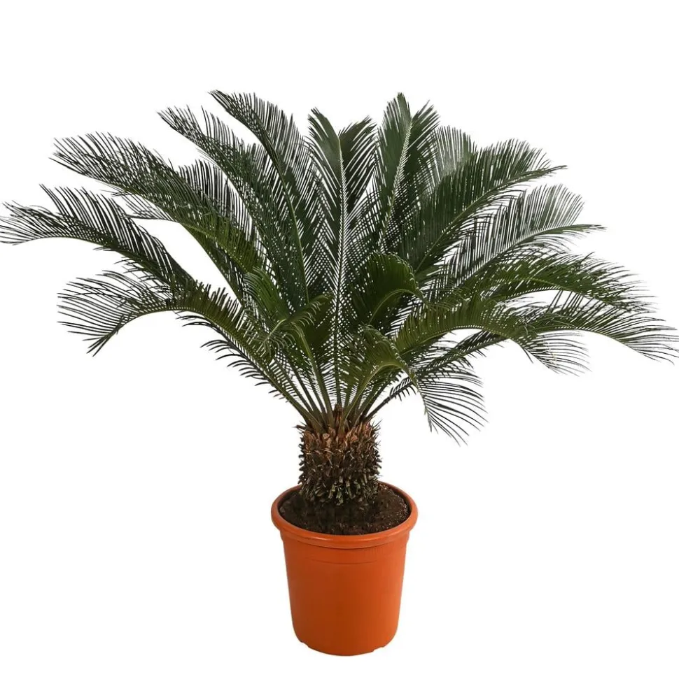 Sagopalmfarn - Cycas revoluta