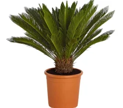 Sagopalmfarn - Cycas revoluta