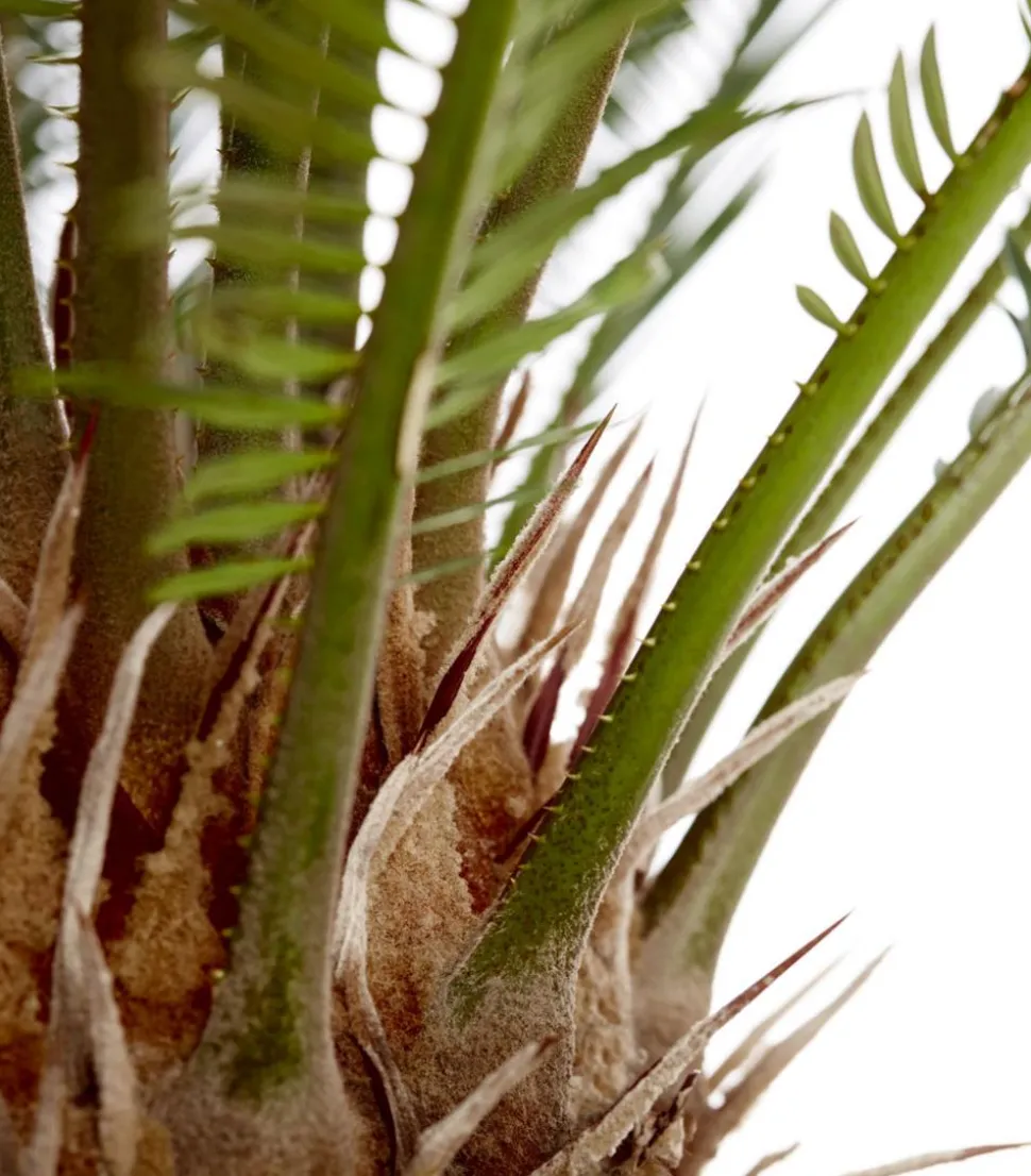 Sagopalmfarn - Cycas revoluta