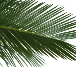 Sagopalmfarn - Cycas revoluta