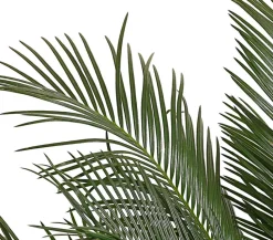 Sagopalmfarn - Cycas revoluta