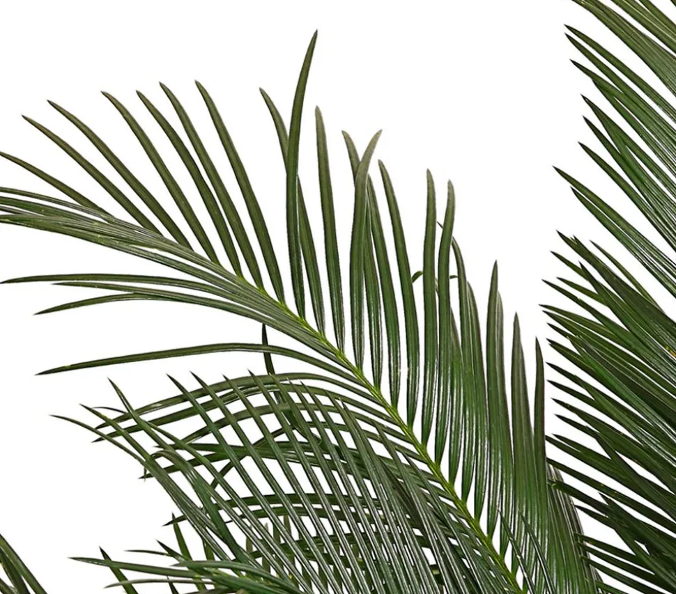 Sagopalmfarn - Cycas revoluta