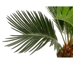 Sagopalmfarn - Cycas revoluta