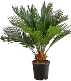 Sagopalmfarn - Cycas revoluta