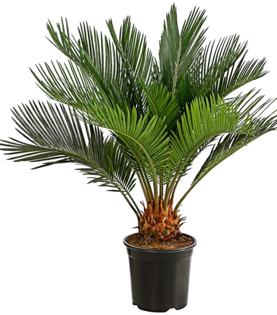 Sagopalmfarn - Cycas revoluta