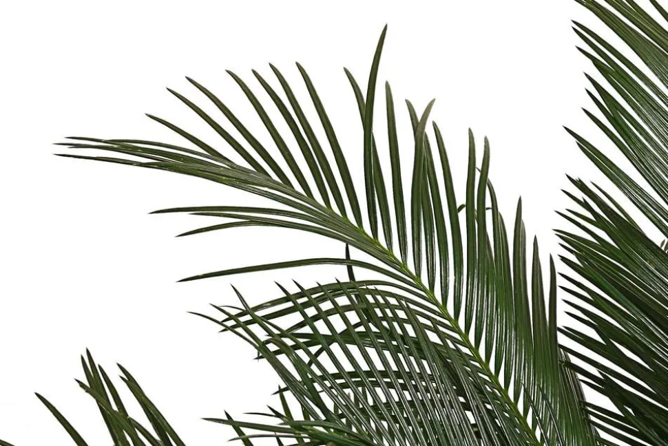 Sagopalmfarn - Cycas revoluta