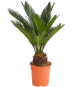 Sagopalmfarn - Cycas revoluta