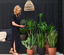 Sagopalmfarn - Cycas revoluta