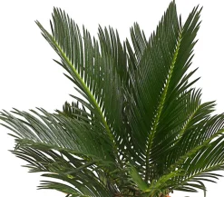Sagopalmfarn - Cycas revoluta