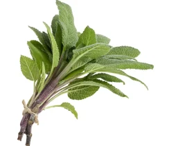 Salbei
