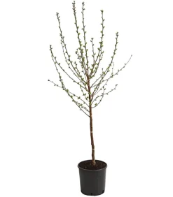 Sauerkirsche 'Morellenfeuer'