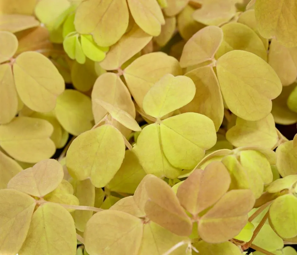 Sauerklee - Oxalis vulcanicola 'Sunset velvet'