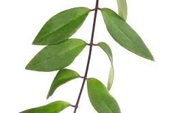 Schamblume - Aeschynanthus lobbianus, Hydrokultur