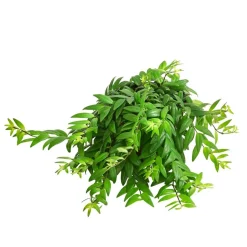 Schamblume - Aeschynanthus japhrolepis