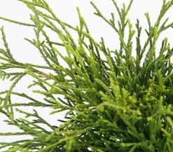 Scheinzypresse 'Filifera Sungold'