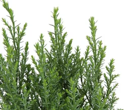 Scheinzypresse 'Ellwoodii'