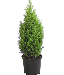 Scheinzypresse 'Ellwood's Gold'