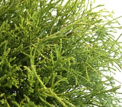 Scheinzypresse 'Filifera Sungold'