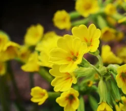 Schlüsselblume 'Cabrillo'