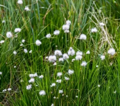 Schmalblättriges Wollgras
