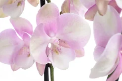 Schmetterlingsorchidee - Phalaenopsis cultivars 'Venetian Carnival'