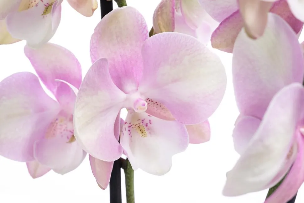 Schmetterlingsorchidee - Phalaenopsis cultivars 'Venetian Carnival'