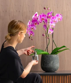 Schmetterlingsorchidee - Phalaenopsis cultivars 'Victorio'