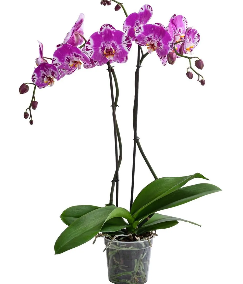 Schmetterlingsorchidee - Phalaenopsis cultivars 'Victorio'
