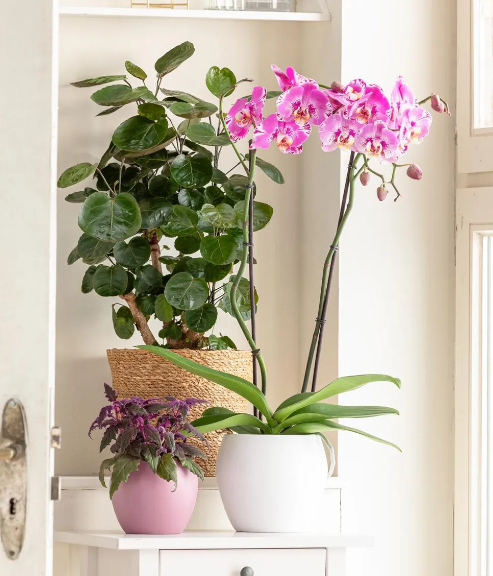 Schmetterlingsorchidee - Phalaenopsis cultivars 'Victorio'
