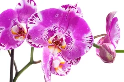 Schmetterlingsorchidee - Phalaenopsis cultivars 'Victorio'