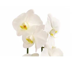 Schmetterlingsorchidee - Phalaenopsis cultivaris 'Cascade'