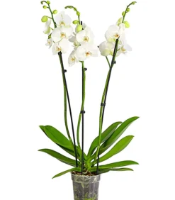 Schmetterlingsorchidee - Phalaenopsis cultivars, zweitriebig, großblütig