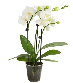 Schmetterlingsorchidee - Phalaenopsis cultivars, weiß