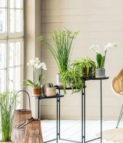 Schmetterlingsorchidee - Phalaenopsis cultivars, weiß