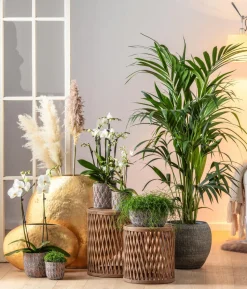 Schmetterlingsorchidee - Phalaenopsis cultivars, weiß