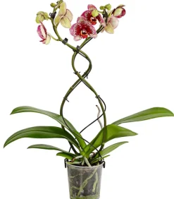 Schmetterlingsorchidee - Phalaenopsis cultivars 'Twister', verschiedene Farben