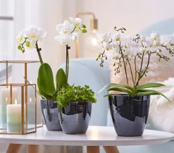 Schmetterlingsorchidee - Phalaenopsis cultivars 'Wildflower'