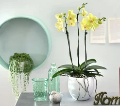 Schmetterlingsorchidee - Phalaenopsis cultivars, dreitriebig