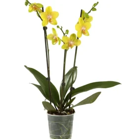 Schmetterlingsorchidee - Phalaenopsis cultivars, dreitriebig
