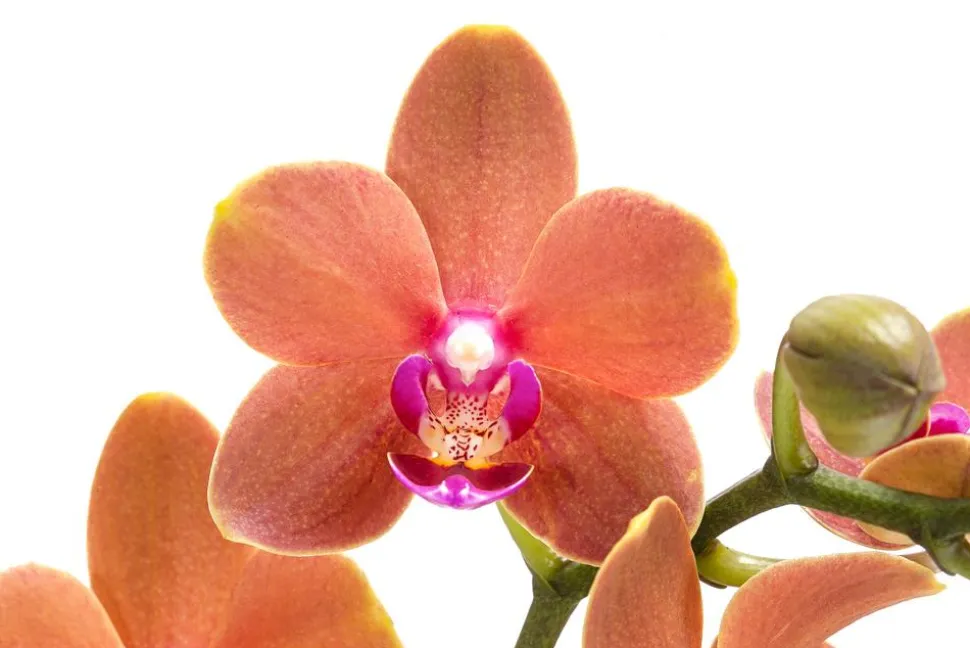 Schmetterlingsorchidee - Phalaenopsis cultivars 'Paprika'