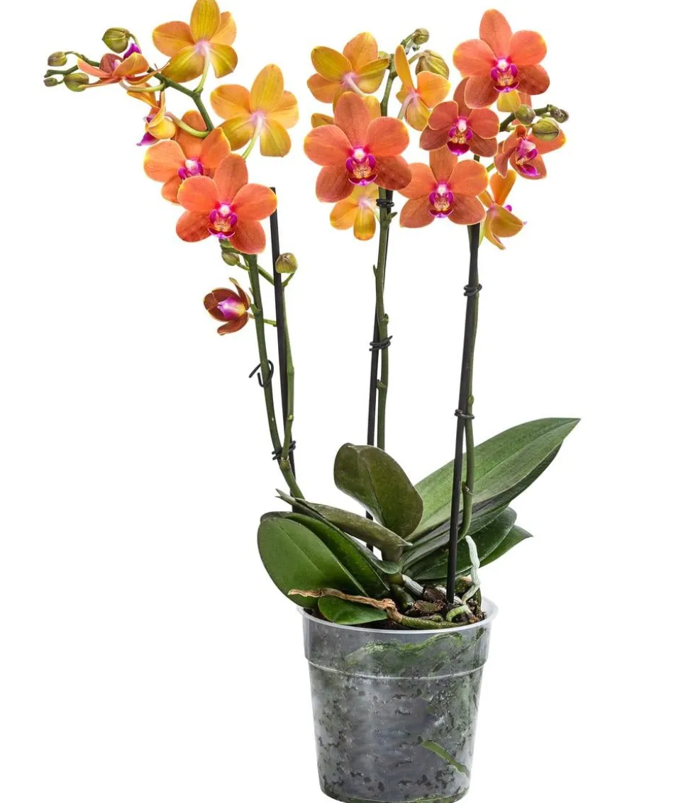 Schmetterlingsorchidee - Phalaenopsis cultivars 'Paprika'