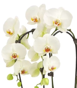 Schmetterlingsorchidee - Phalaenopsis cultivars Kascade, verschiedene Farben