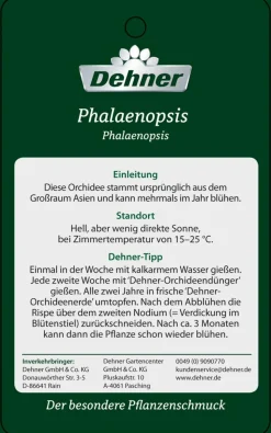 Schmetterlingsorchidee - Phalaenopsis cultivars, Bogen, verschiedene Sorten