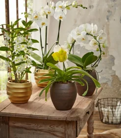 Schmetterlingsorchidee - Phalaenopsis cultivars, Bogen, verschiedene Sorten