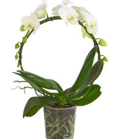 Schmetterlingsorchidee - Phalaenopsis cultivars, Bogen, verschiedene Sorten